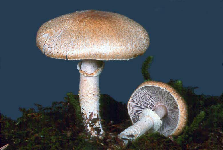 Agaricus subrufescens